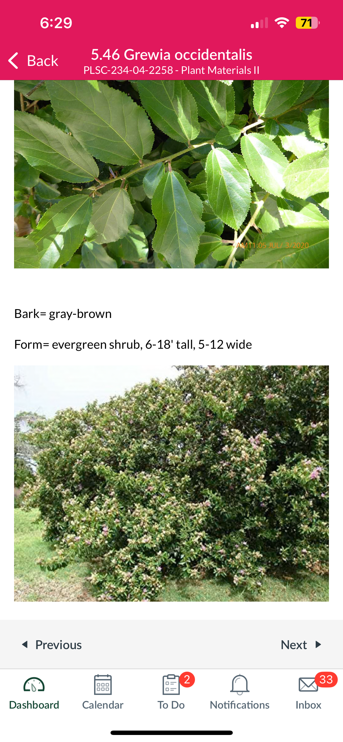 <p>Lavender star flower </p>