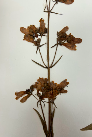 <p>Plantaginaceae</p><p><em>Penstemon</em></p>