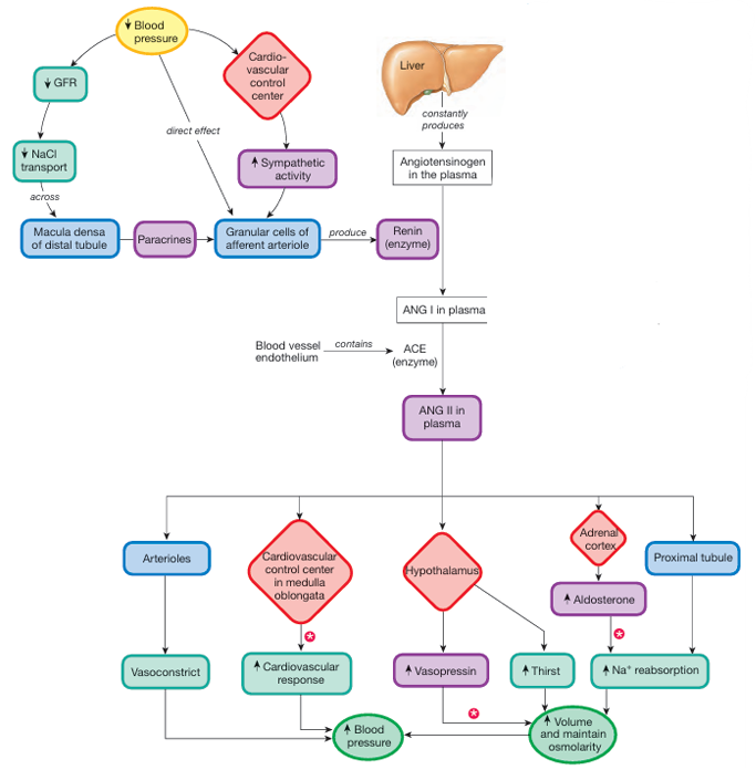 <p>explain this pathway</p>