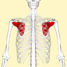 <p>Part of ROTATOR CUFF Origin: Subscapular fossa of Scapula Insertion: Lesser tubercle of Humerus Action: Internal Rotation of arm</p>