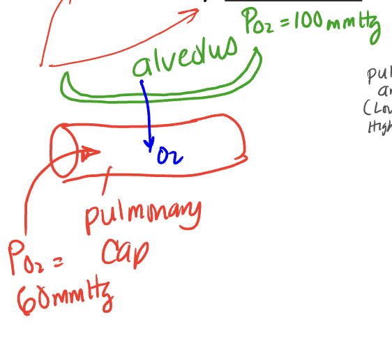 <p>B. Gas exchange between the alveoli and pulmonary capillaries</p>
