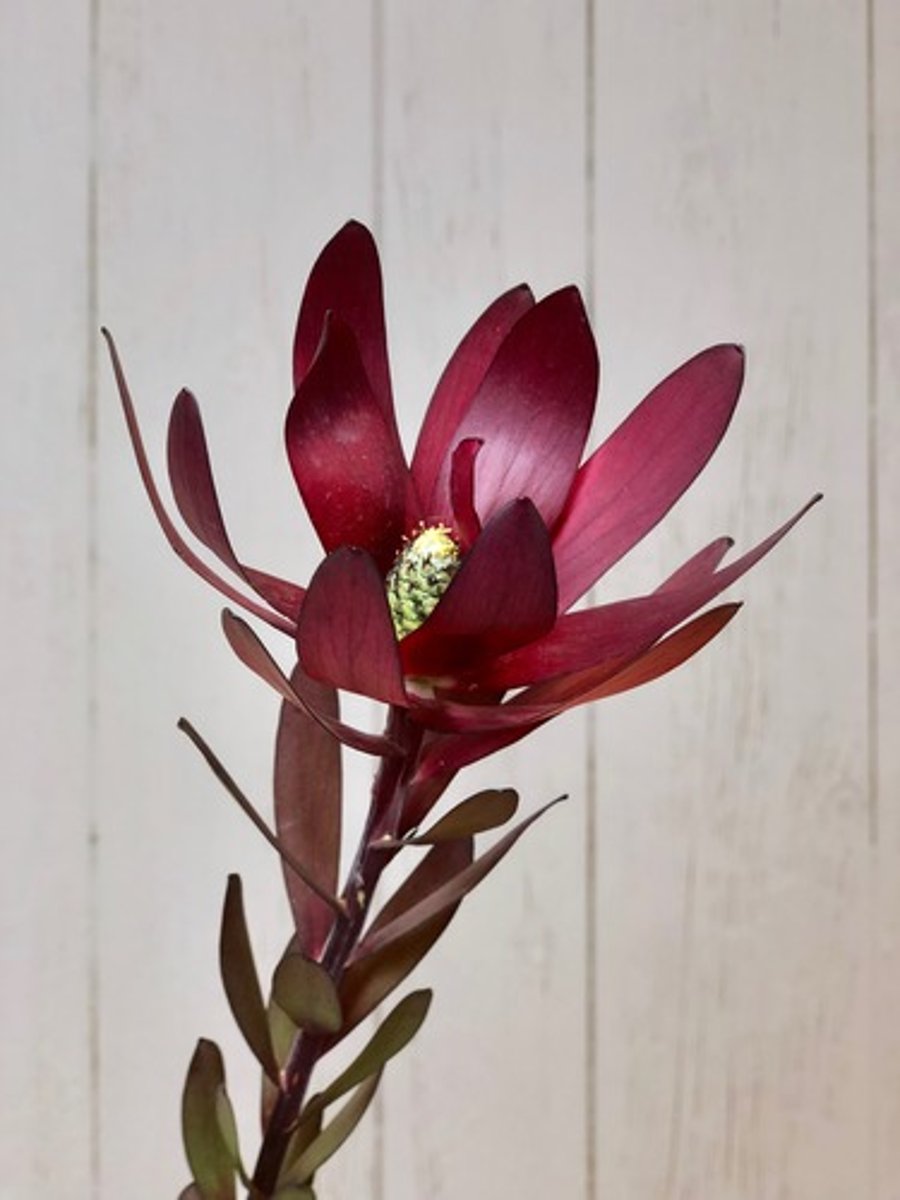 <p>Leucadendron, Mass</p>