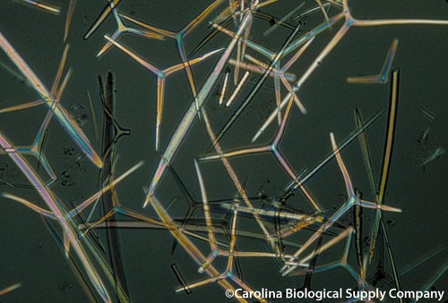 <p>small, spike shaped particles that make up the skeleton of some sponges</p>