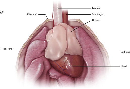 <ol><li><p>Bone Marrow&nbsp;</p></li><li><p>Thymus&nbsp;</p></li></ol><p></p>