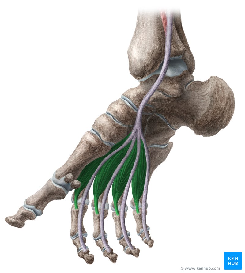<p>On the plantar side of the foot; flexes the metatarsophalangeal joints and extends the interphalangeal joints; difficult to palpate.</p>