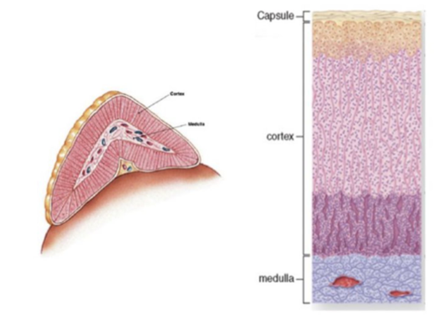 <p>A 72-year-old man presented to the ER with hypertension, headache, palpitation, and</p><p>diaphoresis. He was diagnosed with multiple endocrine neoplasia type 2A and died on the</p><p>second day after admission due to sudden cardiac arrest. Endocrine organs from him were</p><p>being examined for pathology at autopsy.</p><p>An illustration of one organ obtained from autopsy is shown below. This organ has an outer cortex and an inner medulla, wrapped by a CT capsule.</p><p>What is this organ?</p>