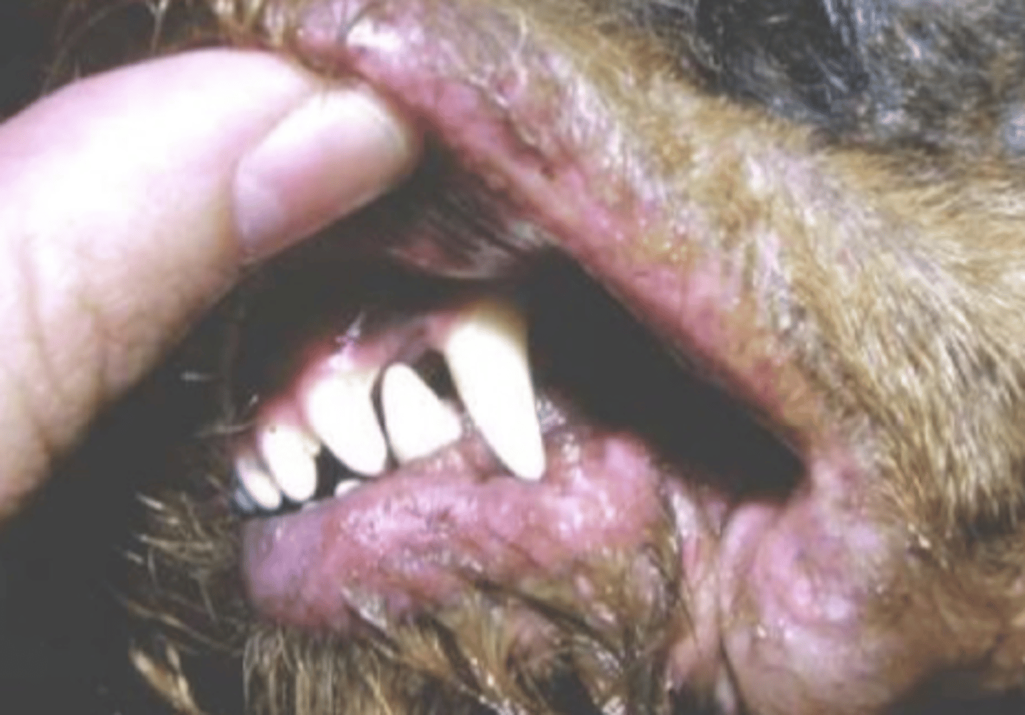 <p>what does this dog have wrong?</p>