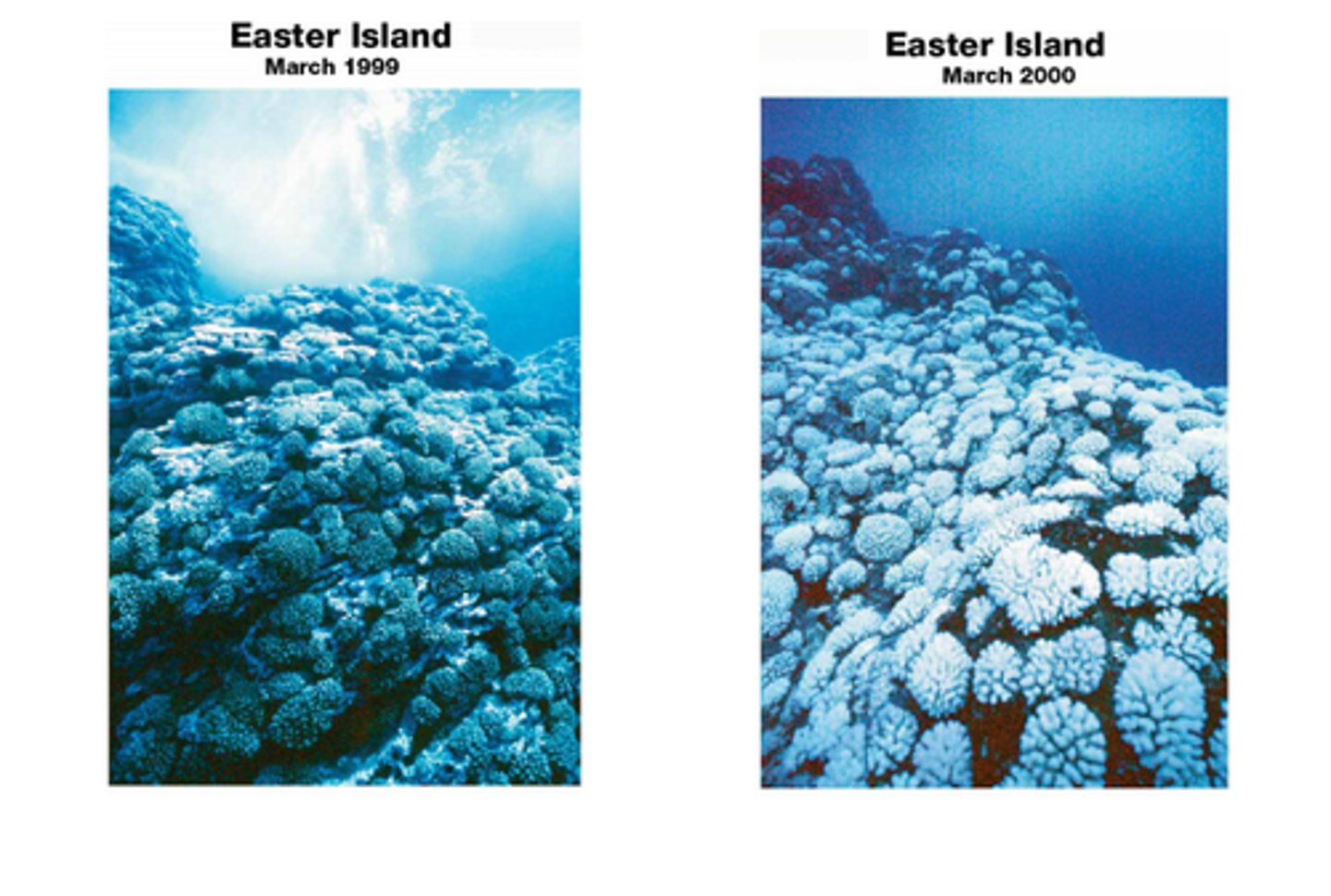 <p>The process by which an increase in ocean CO2 causes more CO2 to be converted to carbonic acid, which lowers the pH of the water.</p>