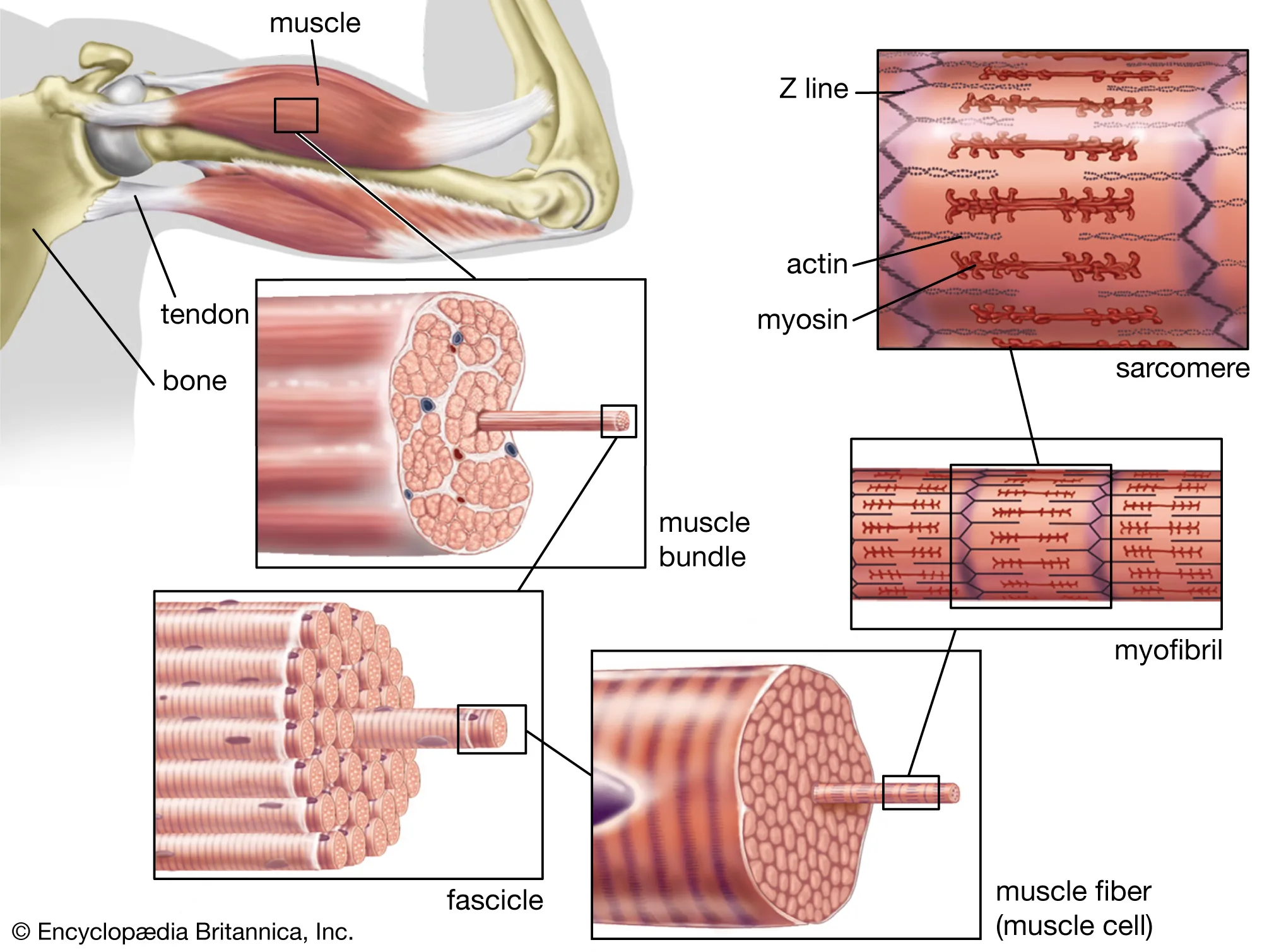<p>just look at this beautiful diagram</p>