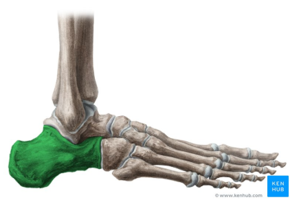 <ul><li><p>heel</p></li></ul><p></p>