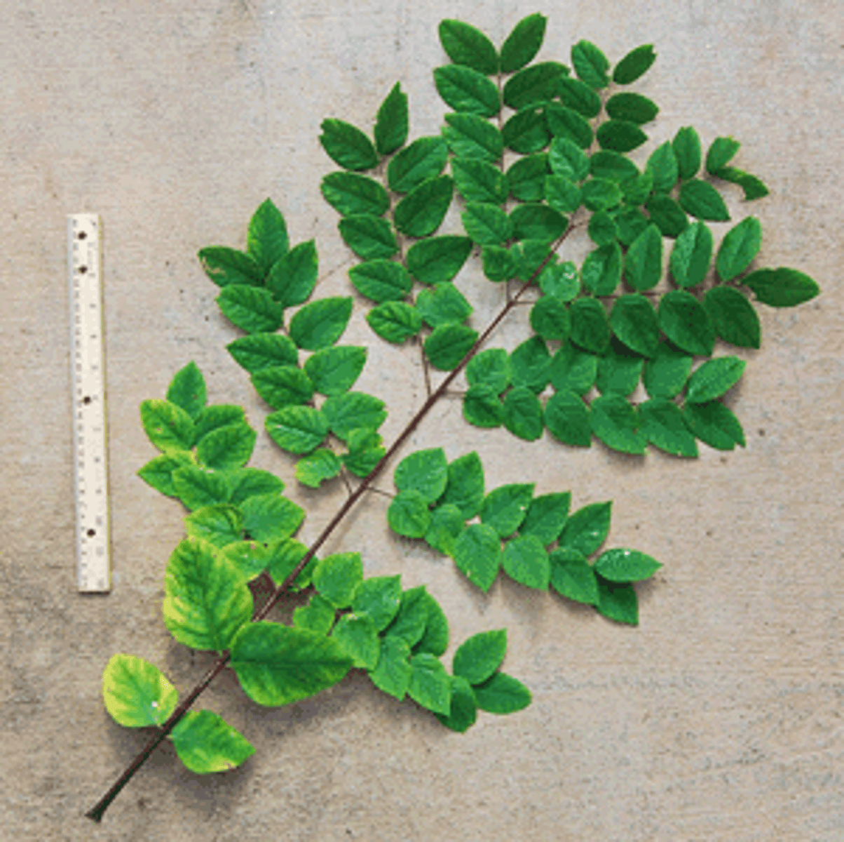 <p>With small bean pods</p>