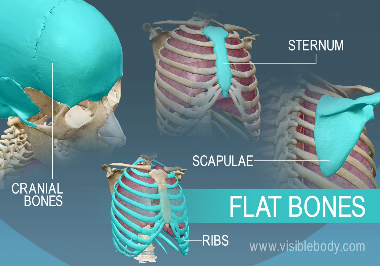 <ul><li><p>These bones are thin and relatively broad that are found where extensive protection of organs is required or where broad surfaces of muscle attachment are required.</p></li><li><p>Example: The sternum (breast bone), ribs, scapulae (shoulder blades), and the roof of the skull are flat bones.</p></li></ul><p></p>