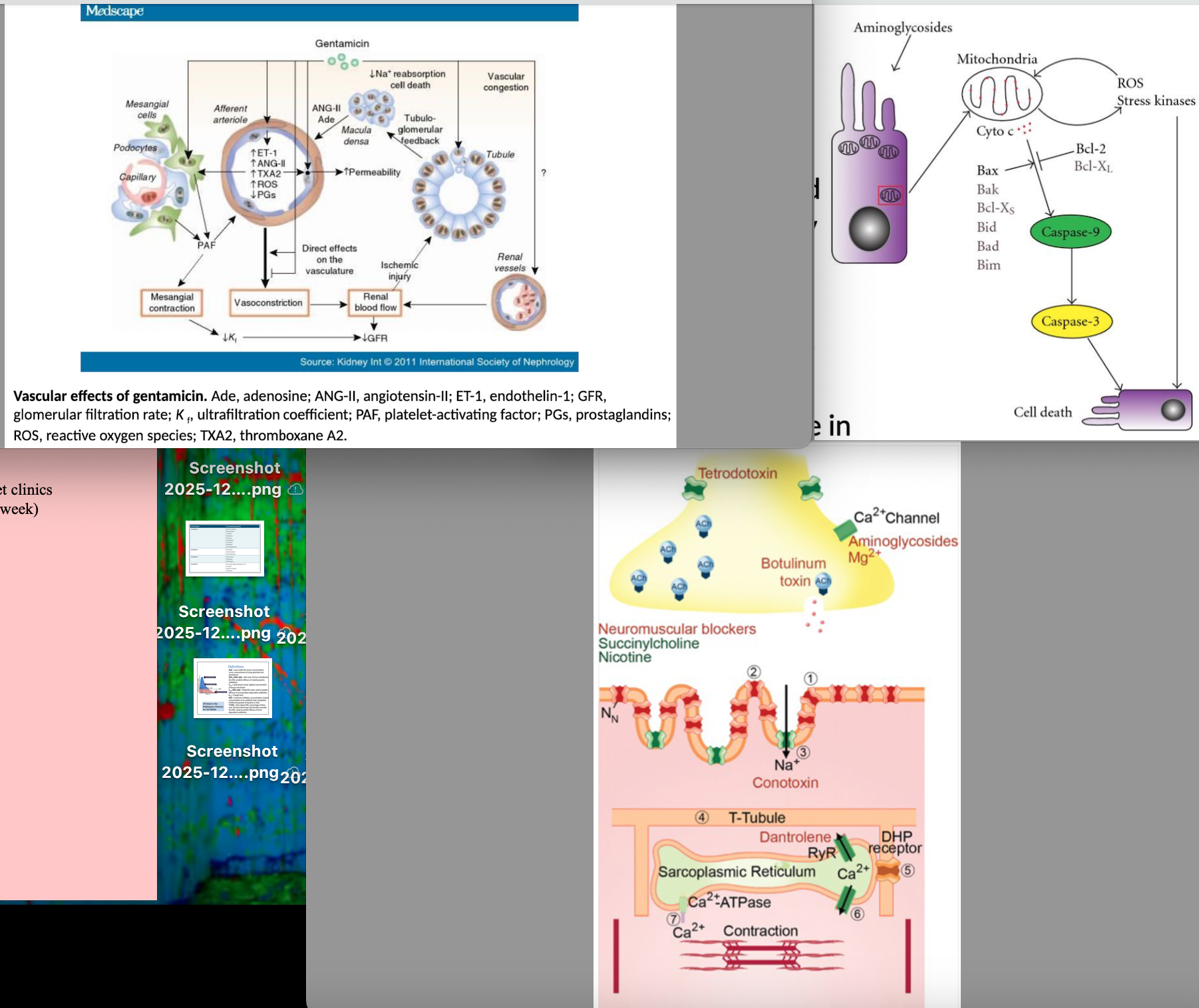<ol><li><p><strong>nephrotoxicity</strong> - death of renal tubular cells as binds to brush border and accumulated in lysosomes to inhibit lysosomal phospholipase</p></li></ol><p>Sublethal alterations in tubular reabsorption and renal vasculature effects (vasoconstriction of afferent arterioles)</p><p>Clinical observation = (kidney fails but urine still produced)</p><ol start="2"><li><p><strong>Otoxicity</strong> -drug dependant vestibulotoxic/cochleotoxic/both, enters hair cells through mechanotransduction channels and intitiates an active signalling pathways that leads to cell death, <strong>irreversible damage</strong>, cats more susceptible than dogs and not considered an issue in farmed species</p></li><li><p><strong>Neuromuscular blockage</strong> - High doses = muscle weakness and respiratory arrest, can prolong effects of certain NMJ blockers = respiratory depression (horses and intubation!!), Myaesthenia gravis patients also susceptible</p></li><li><p><strong>Cardiac </strong>- slow the heart if given IV</p></li></ol><p></p>