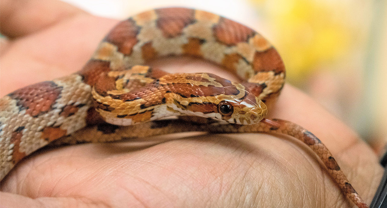 Corn Snake