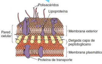 <p>Bacterias que tienen una pared celular de peptidoglicano pero con una capa adicional que las diferencia de las Gram positivas.</p>