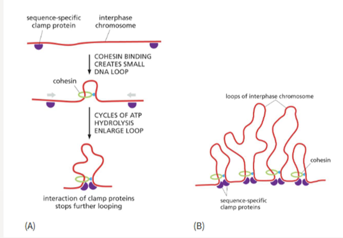 <p>travel along DNA creating loops until they encounter a sequence-specific clamp protein that stops it and bring DNA together at the base of each loop</p><p>holds sister chromatids together</p>