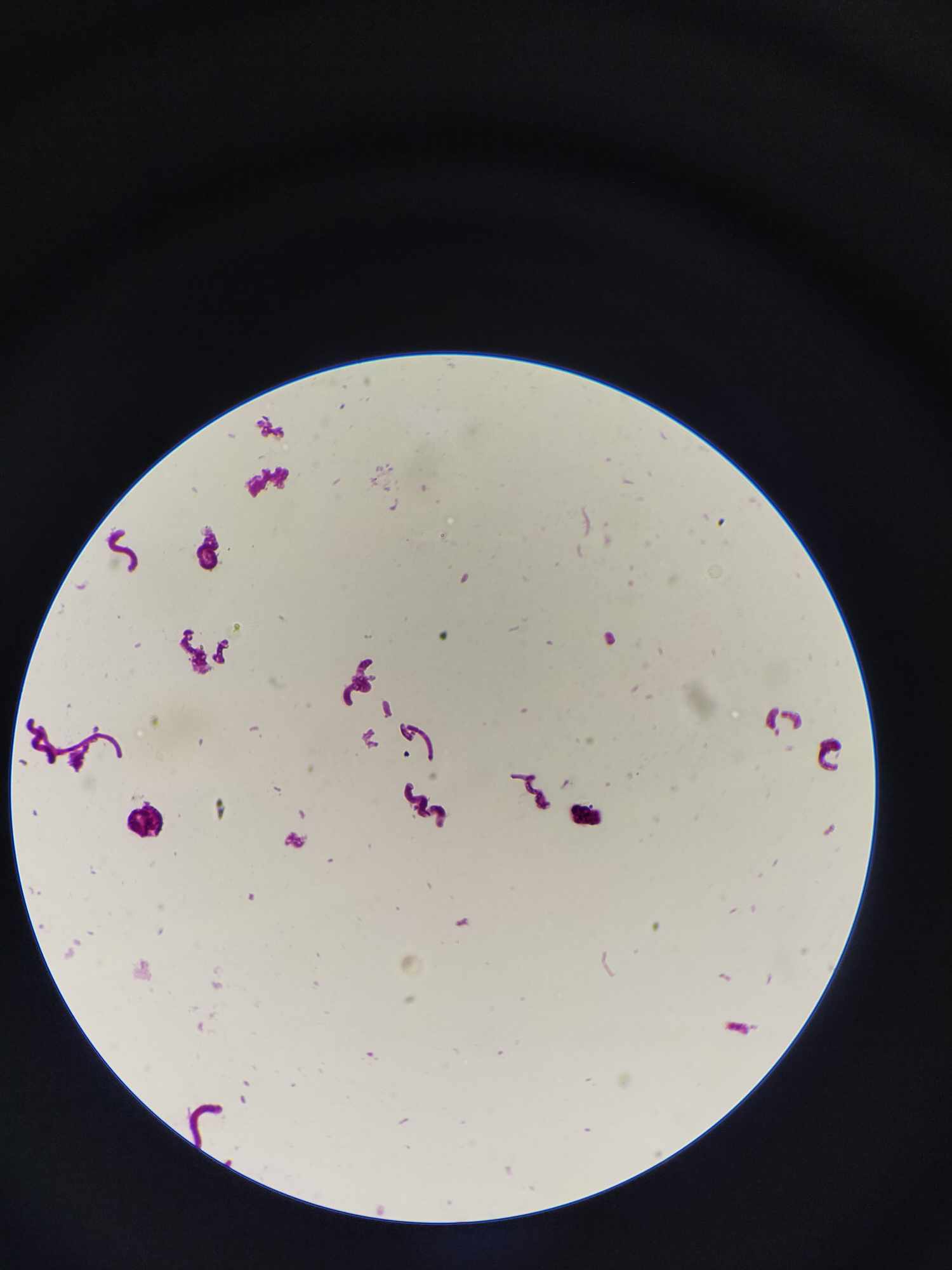<p>Name, shape, arrangement, lifestyle, and disease</p>