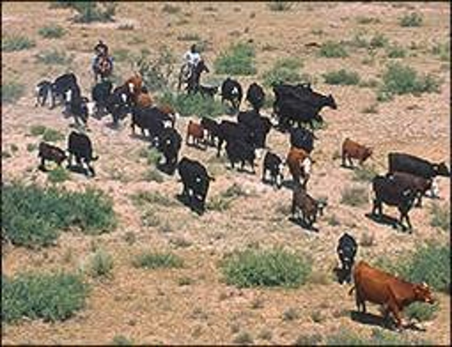 <p>In the spring, cowboys rounded up their cattle and headed them out on THIS. This was the journey from the plains to the shipping yards in Abilene, Kansas.</p>