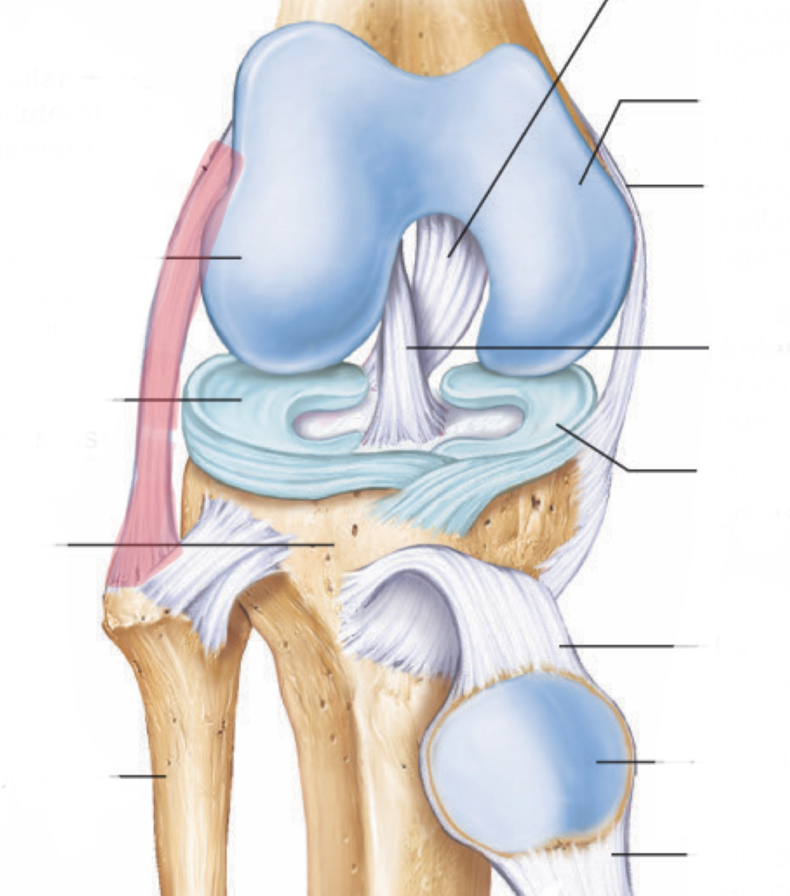 <p>*movement + prevention</p>