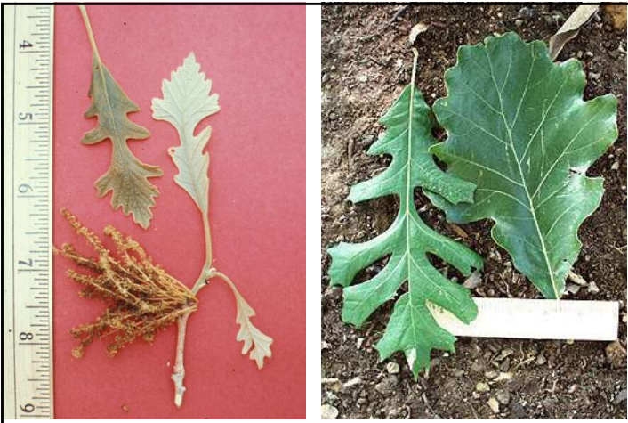<p>Alternate, simple, obovate leaf with lobes and characteristic deep sinus that ‘splits’ the leaf.</p>