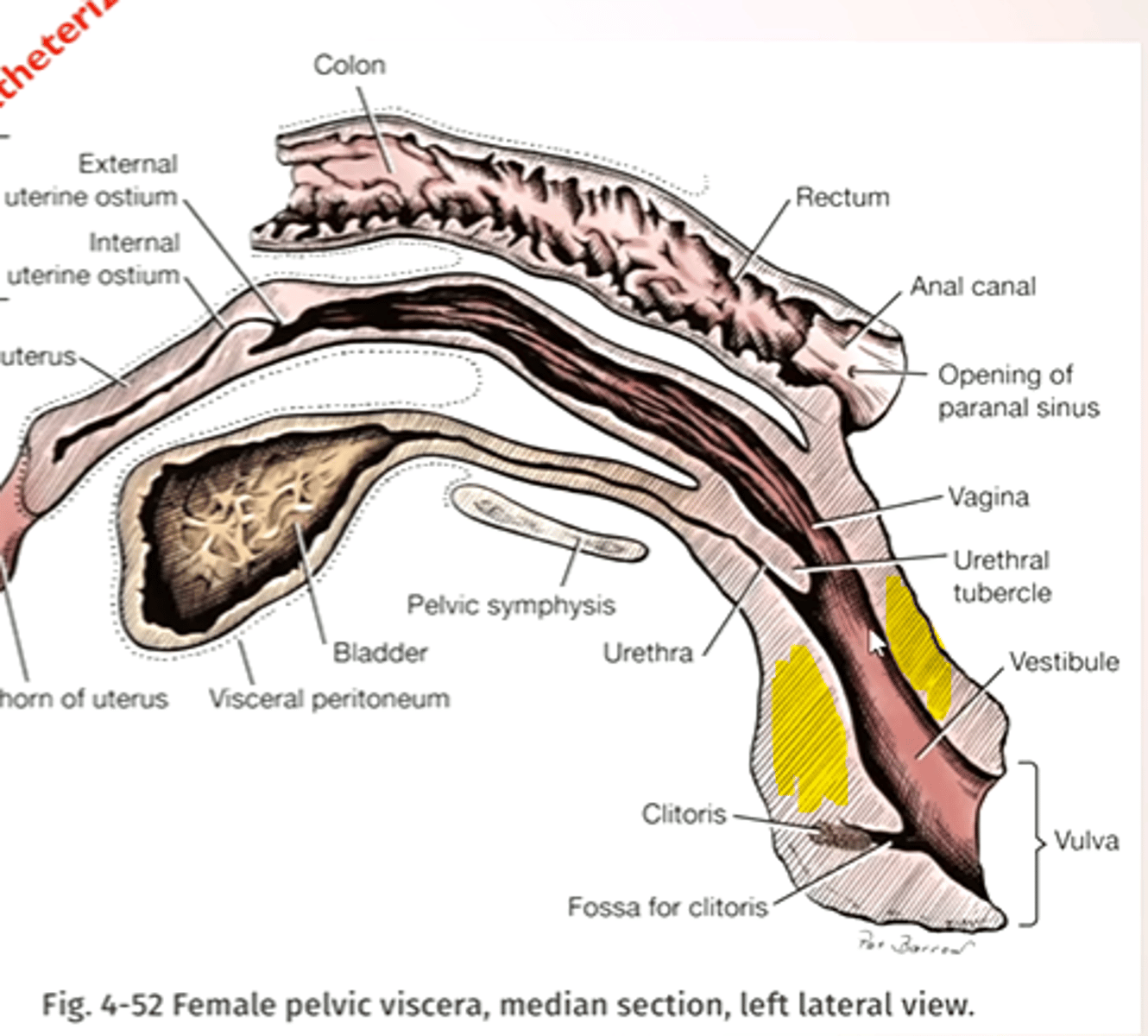<p>- Erectile tissues in the wall of the vestibule</p><p>- Helps with the copulatory tie</p>