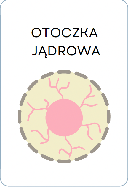 <p>OTOCZKA JĄDROWA</p>