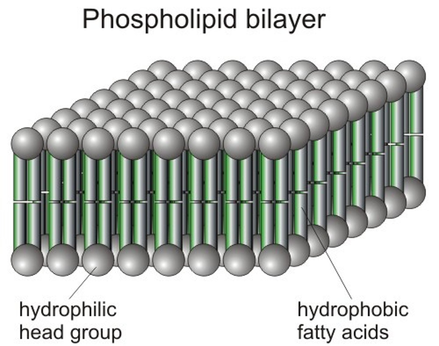 <p><span>Will mix with water; polar phospholipid heads</span></p>