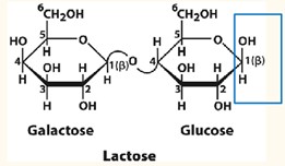 <ul><li><p><span style="color: windowtext">Composed of beta-D-galactopyranose and beta-D-glucopyranose.</span></p></li><li><p><span style="font-family: &quot;Palatino Linotype&quot;, serif">β glycosidic bond links Carbon 1 β anomer of galactose to Carbon 4 of the glucose</span></p></li><li><p><span style="font-size: 7pt; font-family: &quot;Times New Roman&quot;"> </span><span style="color: windowtext">Hydrolyzed by <strong><u>β-D-galactosidase/ lactase</u></strong></span></p></li><li><p><span style="color: windowtext">Reducing sugar</span></p></li></ul><p></p>