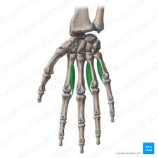 <ol><li><p>identify this muscle,</p></li></ol><p>2. its origin(s),</p><p>3. its insertion(s),</p><ol start="4"><li><p>action(s)</p></li></ol><p></p>
