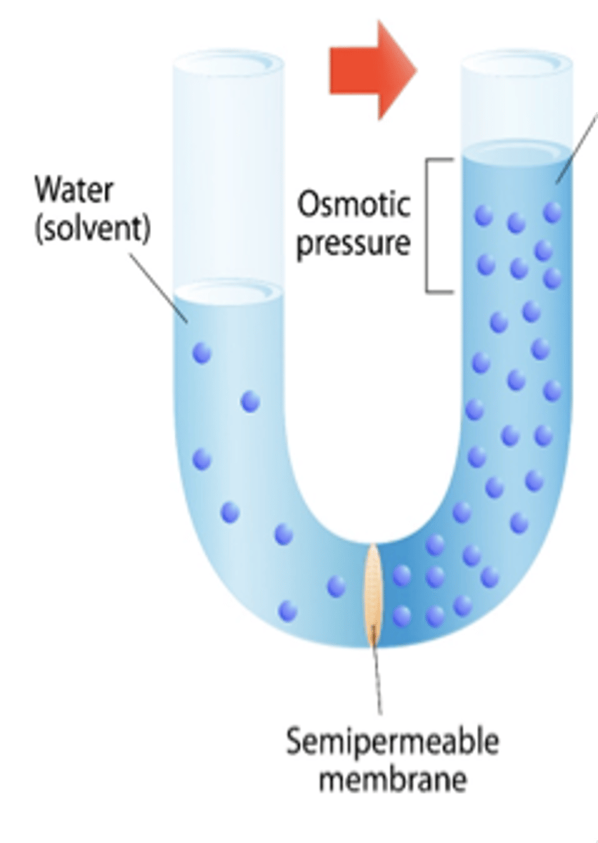<p>Passive transport of water through a selectively permeable membrane. </p><p>The water moves from an area of lower solute concentration to an area of higher solute concentration. </p><p>Water concentration is important.</p><p>Type of Transport: Passive</p>