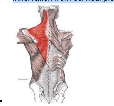 <ul><li><p><strong><span>Fxn: </span></strong><span>elevate/depress/retract scapula</span></p></li><li><p><span data-name="black_small_square" data-type="emoji">▪</span><span> &nbsp;</span><strong><span>Nerve: </span></strong><span>motor innervation from spinal accessory nerve (cranial nerve 11) and cutaneous</span></p><p><span>innervation from cervical plexus</span></p></li></ul>