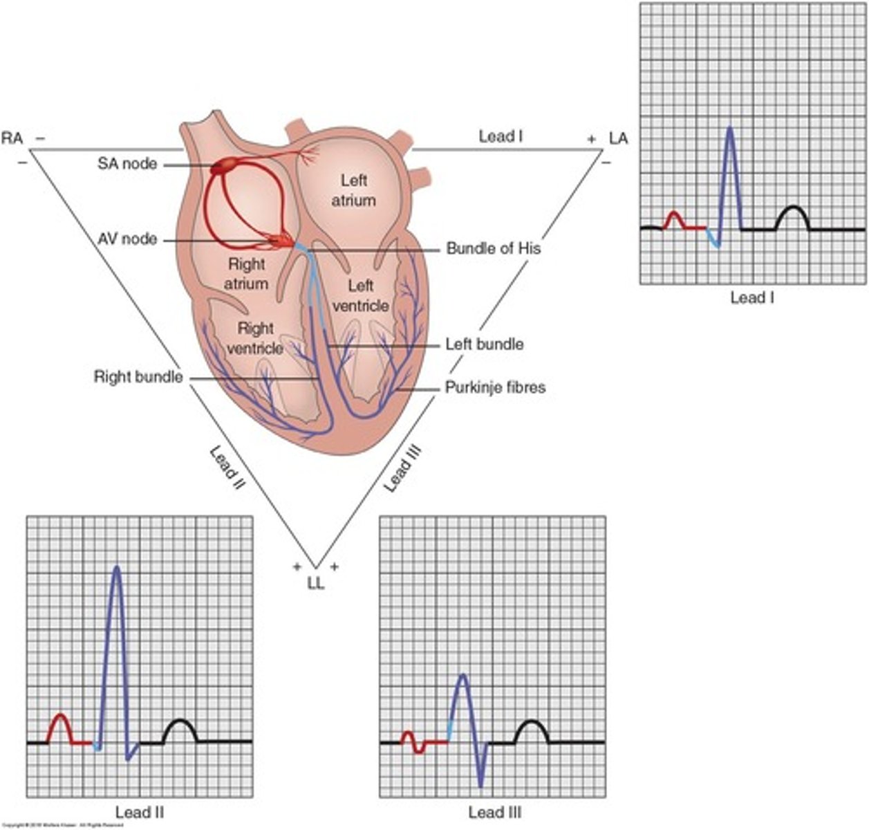 <p>To understand the electrical conduction of the heart and to identify and interpret normal sinus rhythm and common abnormal cardiac rhythms or arrhythmias.</p>