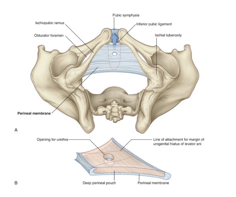 <ul><li><p>Thick fascial, triangular structure attached to bony framework of pubic arch</p></li><li><p>Oritented in horizontal plane with a free posterior margin</p></li><li><p>Anteriorly, presence of small gap between membrane &amp; inferior pubic ligament (a ligament associated with pubic symphysis)</p></li><li><p>Related to a thin space called the deep perineal pouch/space, which contains a layer of skeletal muscle &amp; various neurovascular elements</p></li></ul>