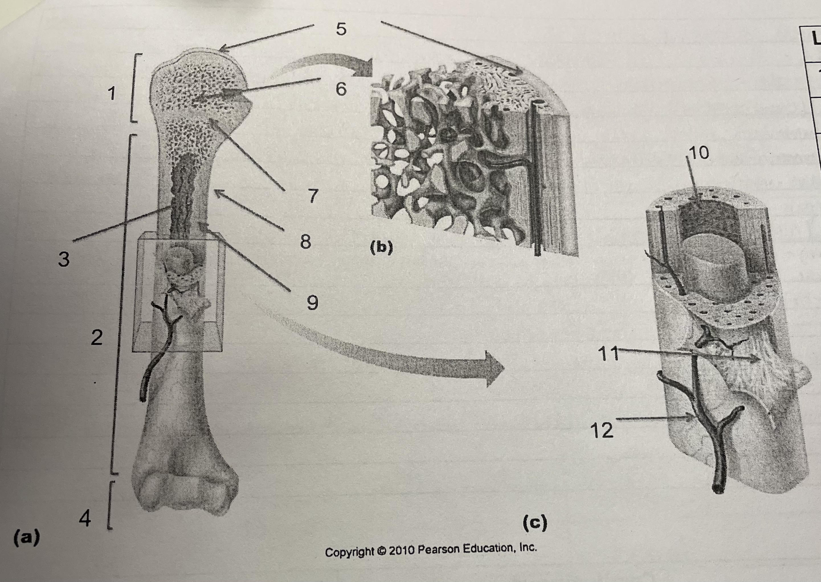 articular cartilage