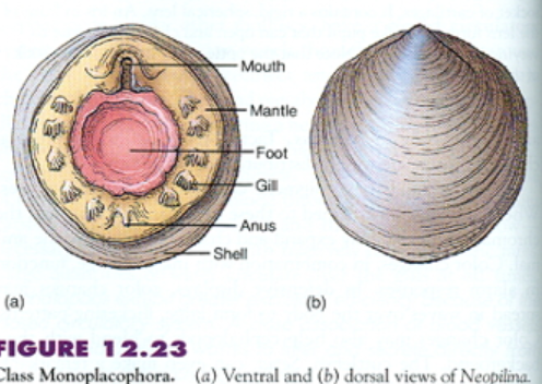 <p>Phylum Mollusca: Monoplacophora Overview</p>
