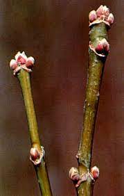 opposite, compound, can be three lobed

native

‘weed tree’ is very messy

shade intolerant but can grow everywhere (invasive)

white ‘glocus’ coating on younger/smaller branches