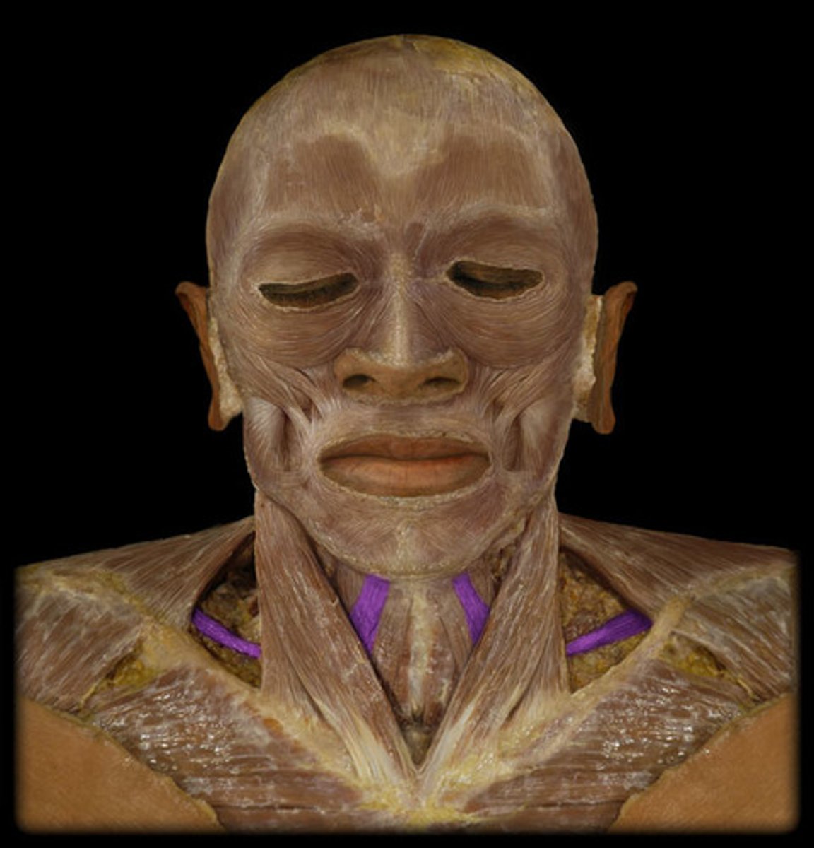 <p>depresses hyoid bone</p>