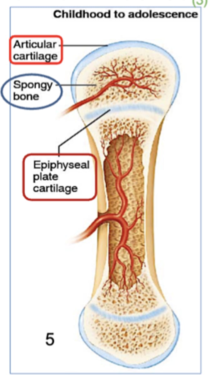 <p>5) Once complete, hyaline cartilage remains as articular cartilage and in the epiphyseal plate.</p>