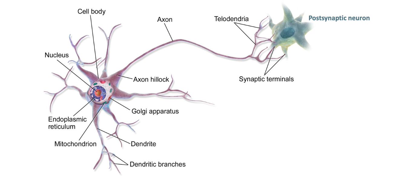 <p><strong><mark data-color="purple" style="background-color: purple; color: inherit;">Transmission of the electric impulse in one single direction</mark></strong></p>