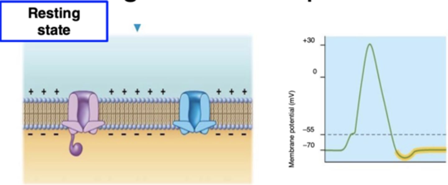 <p>membrane potential rises again to RESTING (-70 mV)</p>