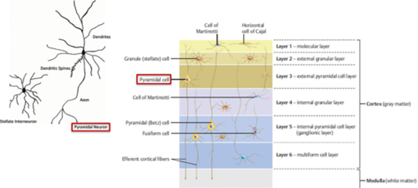<p>pyramidal neurons</p>
