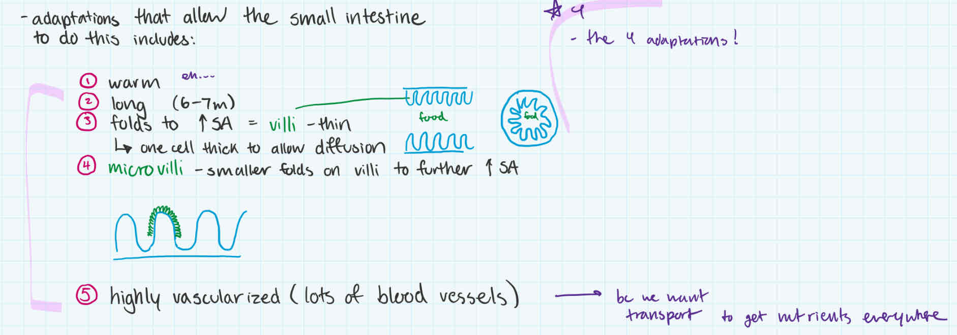 <ol><li><p>warm </p></li><li><p>long (6-7m)</p></li><li><p>folds to increase surface area = villi (very thin → one cell thin so can diffuse easily)</p></li><li><p>microvilli to increase surface area </p></li><li><p>highly vascularized (lots fo blood vessels/capillaries) → to transport to get nutrients everywhere  </p></li></ol><p></p>