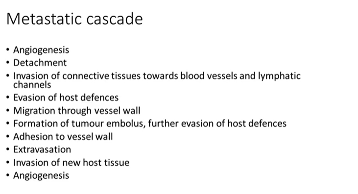 <p>metastatic cascade </p><ul><li><p>tumour cells have a tendency to secrete vascular growth factors - which <strong>encourages angiogenesis </strong></p></li><li><p>a well <strong>vascularised </strong>tumour has a good supply of nutrients and oxygen - can keep growing </p></li><li><p>detach and dissociate spread away from each other by <strong>down regulating proteins </strong>that would normally mediate their connection </p></li><li><p>invasion requires involving <strong>mobility </strong>and <strong>possibly enzymatic destruction</strong> of stromal/<strong>connective </strong>tissues </p></li><li><p>host inflammatory cells are present in most tissues carrying out surveillance - ready to respond to tissue damage or infection </p></li><li><p>tumour cells will likely encounter CD8 T cells that could recognise them as foreign - tumour cells can develop complex pathways to <mark data-color="#f7ebff" style="background-color: rgb(247, 235, 255); color: inherit;">downregulate T cells that could recognise them as foreign </mark></p></li><li><p>once the migrating tumour cells reach the small calibre vessels - they can undergo a<mark data-color="#f3dcff" style="background-color: rgb(243, 220, 255); color: inherit;"> reverse of the process </mark>which allows inflammatory cells out of the vessels - gain access to the lumen </p></li><li><p>once they’re in the vessels they need to continue to evade host defences - macrophages lymphocytes </p></li><li><p>adhesion to vessel walls - but i thought immune cells also marginate?</p></li><li><p>extravasation - leave the vessels - set up their own blood supply </p></li></ul><p></p>