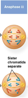 <p>Anaphase II</p>