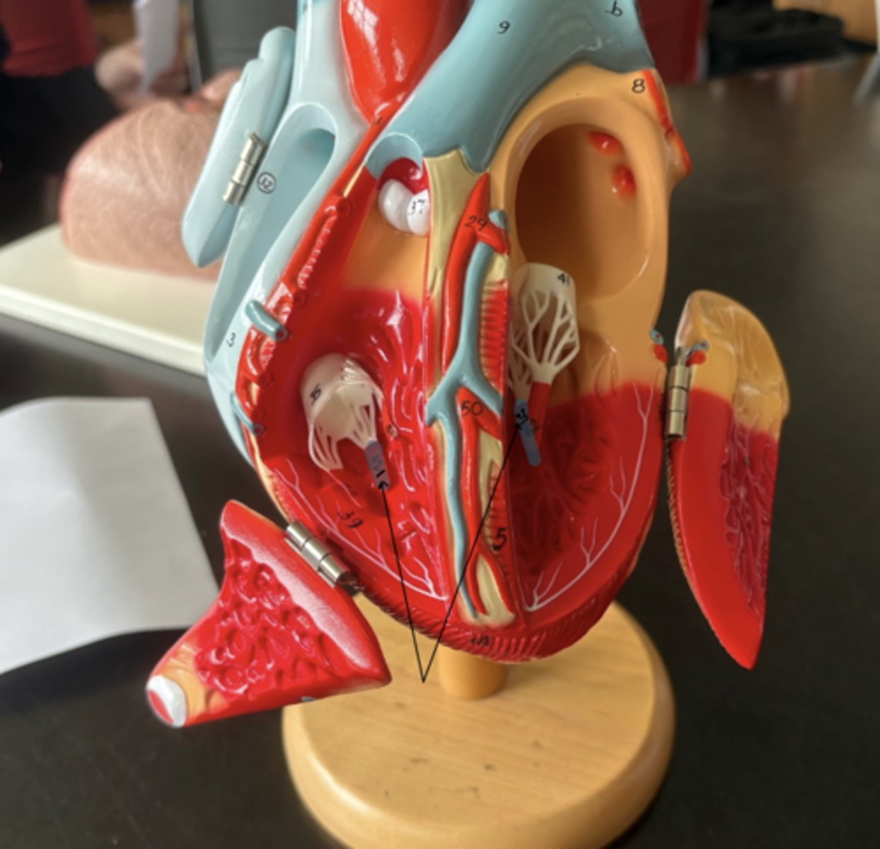 knowt flashcard image