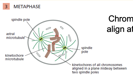 <ol><li><p>Chromosomes align at equator</p></li></ol><p></p>