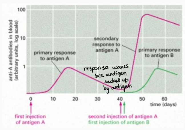 <p>a secondary exposure greatly increases the response speed and level of antibodies compared to the primary response. . . also a new isotype of the antibody emerges</p>