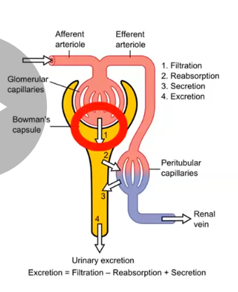 <p>filteration at the glomerulus </p>
