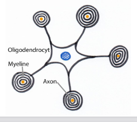 <ul><li><p>1 oligodendrocyt myeliniseert meerdere axonen</p></li><li><p>kern &amp; cellichaam van oligodendrocyt liggen centraal met er rond verschillende axonen</p></li><li><p>oppervlak van oligodendrocyten is niet bedekt met basale membraan</p></li><li><p>niet-gemyeliniseerde axonen in CZS liggen volledig naakt in neuropil</p></li></ul><p>(knopen van Ranvier ook in CZS voorkomend)</p>
