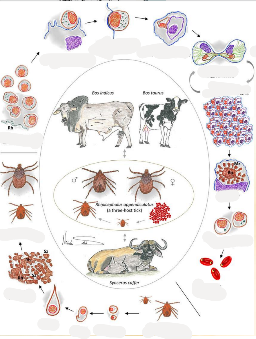 <p>This is the life cycle of?</p>